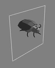 The Beetle "wearing" a square shape around its
body